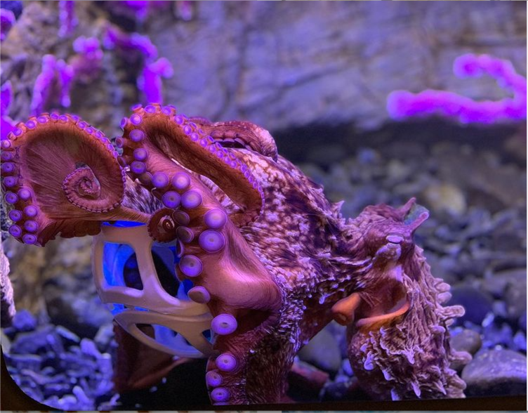 octocam.png
