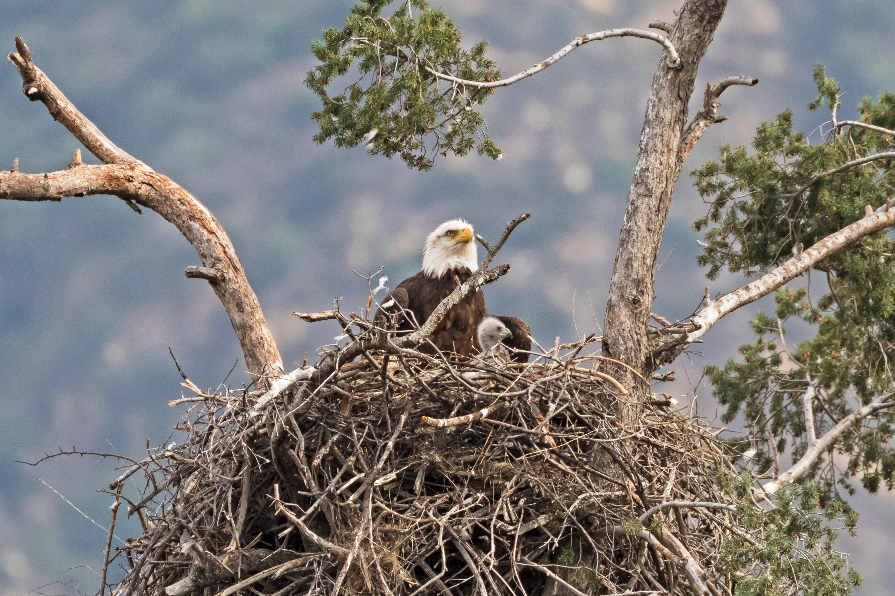 wildlifepage_eagle-1.jpg