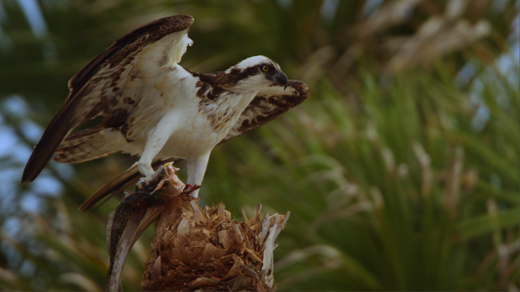 wildlifepage_osprey-1.jpg