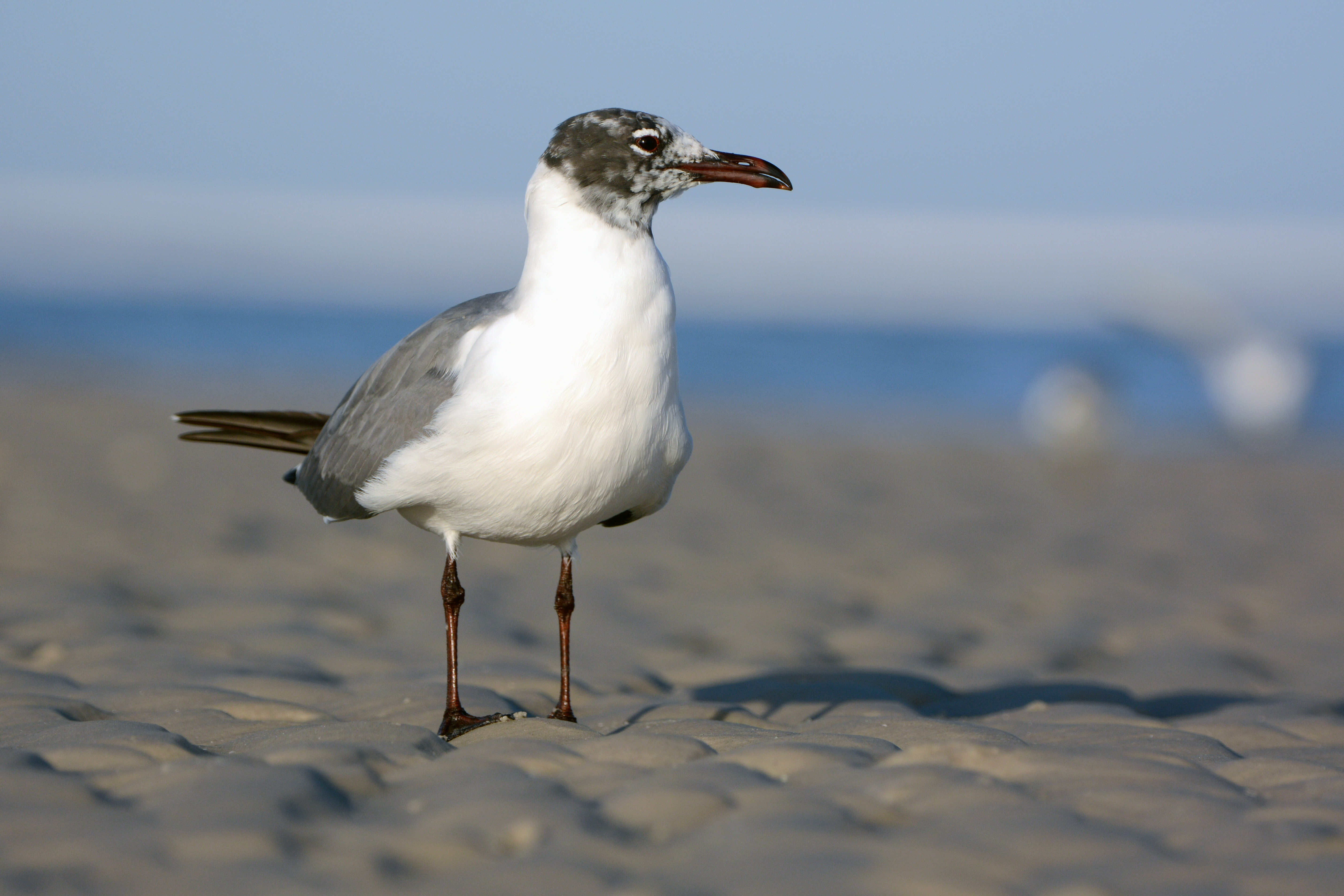 seagull standing on beach