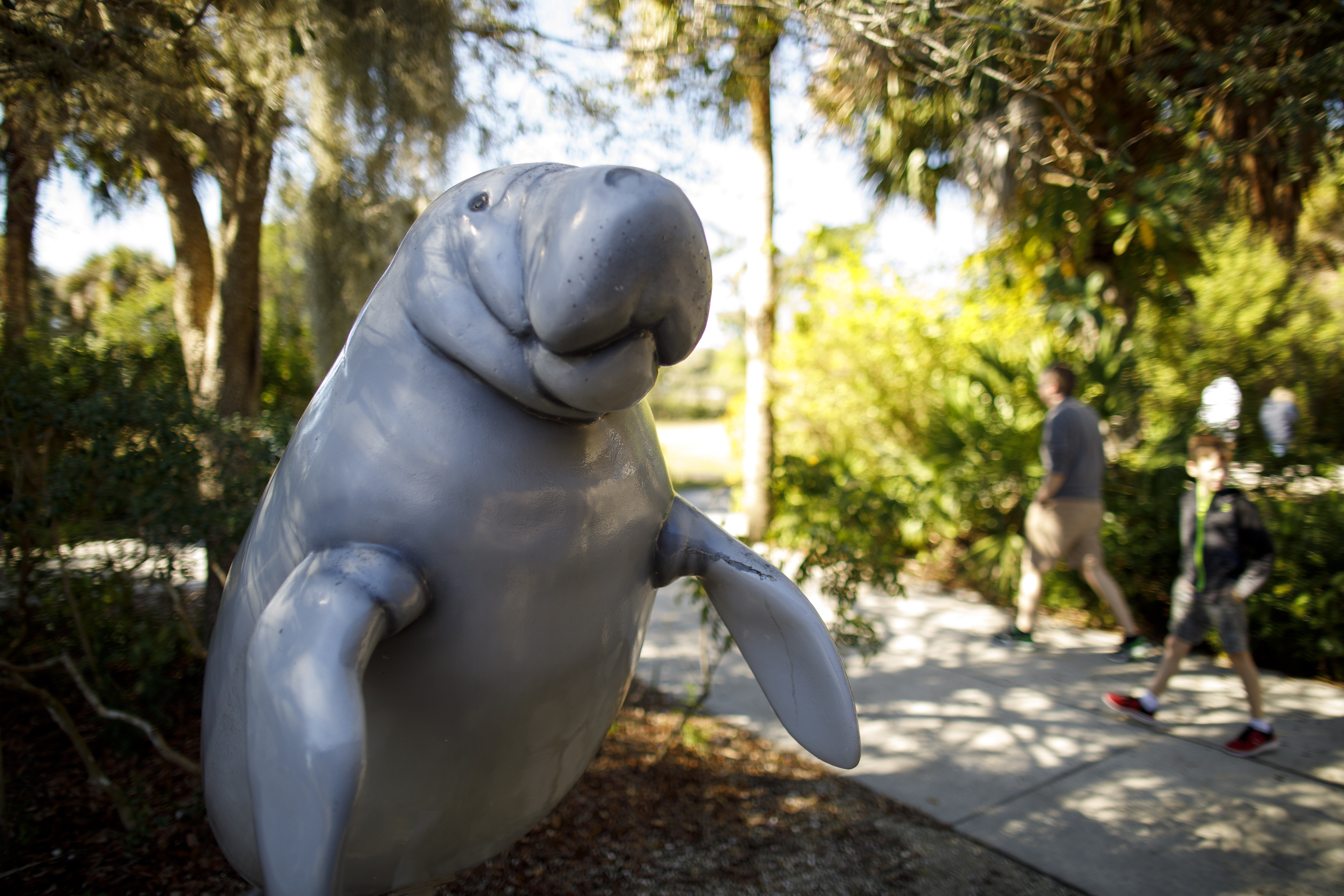 Eine Statue einer Seekuh begrüßt die Gäste im Manatee Park