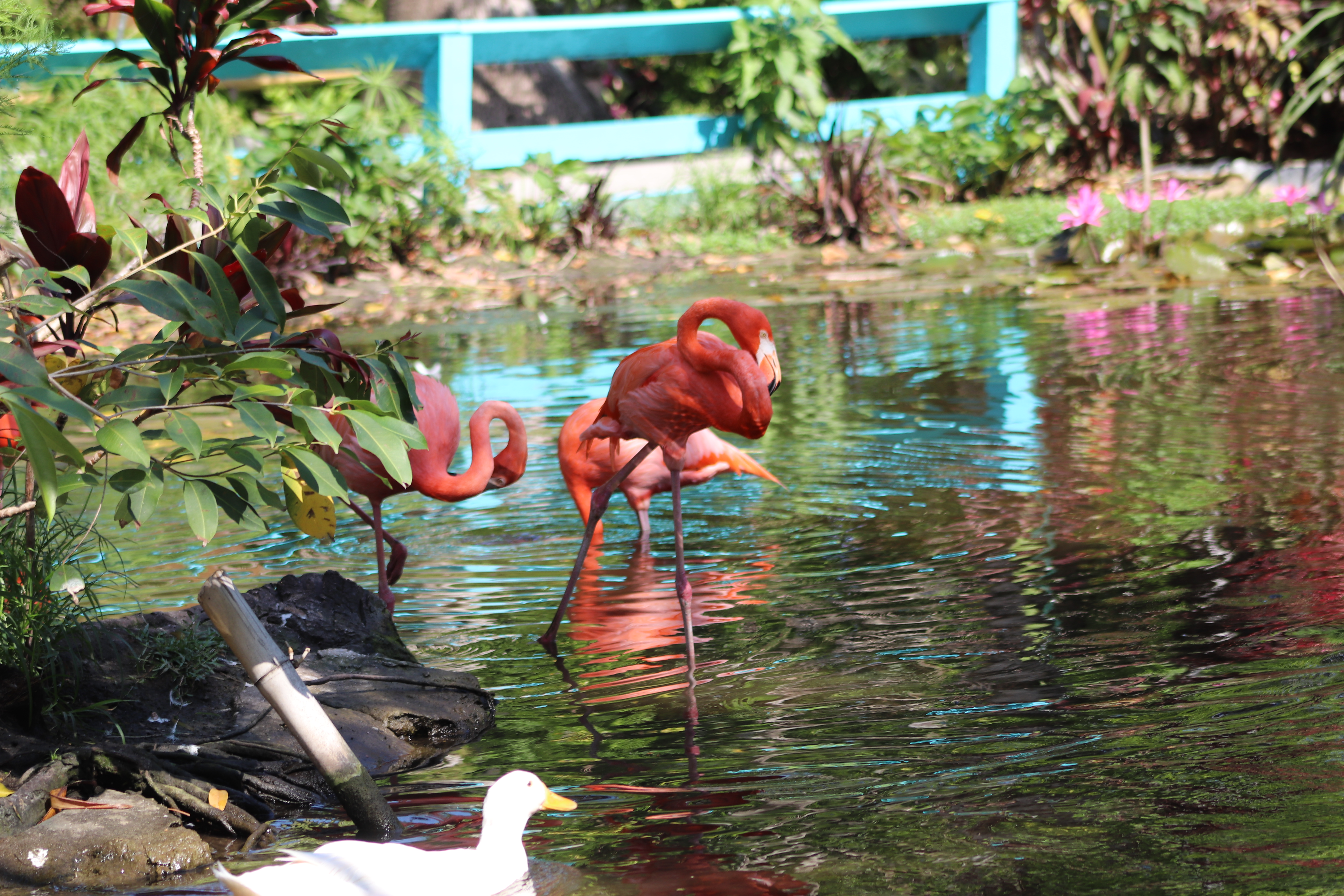 Lagon des flamants roses