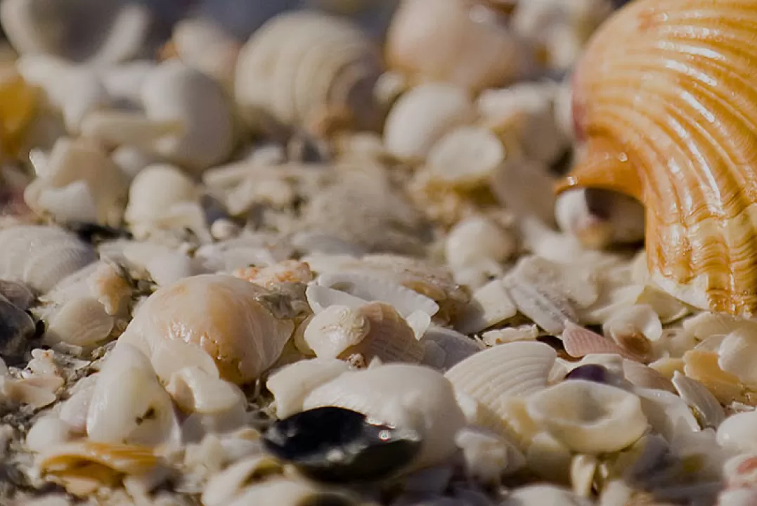 seashells