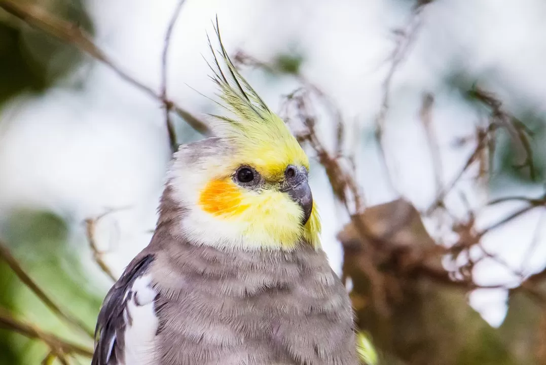 Bird Yellow Nature Shell Factory Природний парк