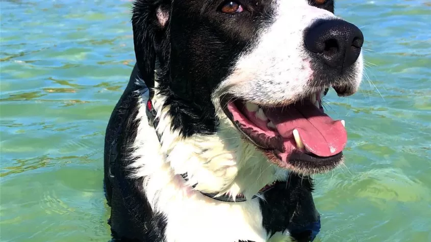 Parque de playa para perros