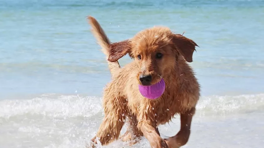 Parque de playa para perros