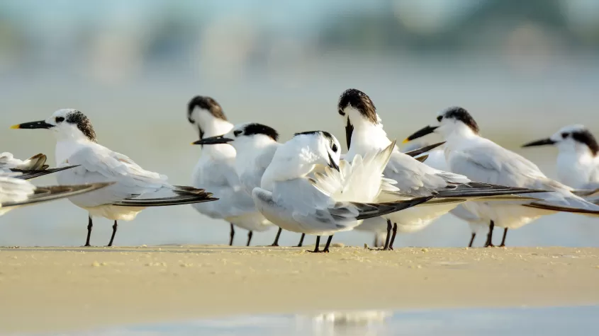 Küstenvögel, Bunche Beach