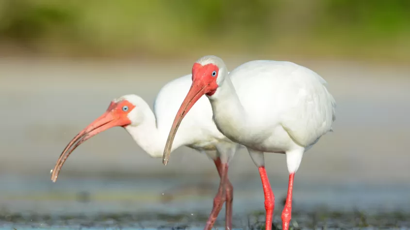 Ibises Blancos, Playa Bunche