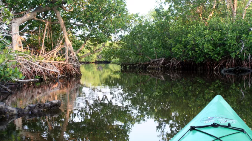 Le concessionnaire officiel du JN "Ding" Darling National Wildlife Refuge