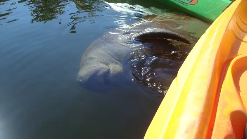 Kayak avec les lamantins