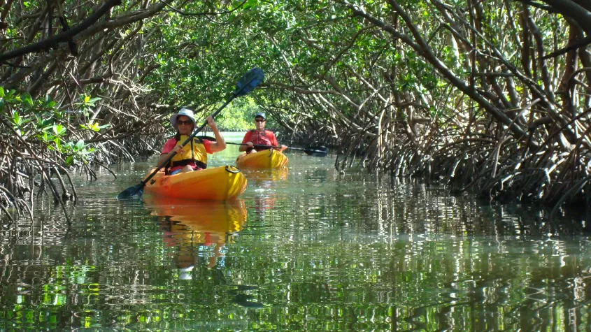 Tunnel de la mangrove Kayak