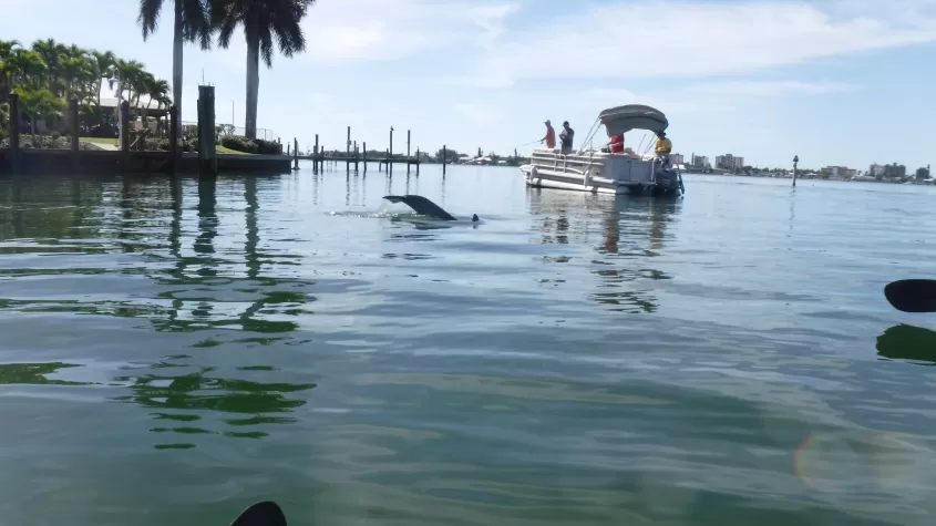 Kayak avec les dauphins