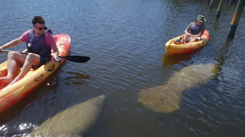 Manatíes y Kayaks