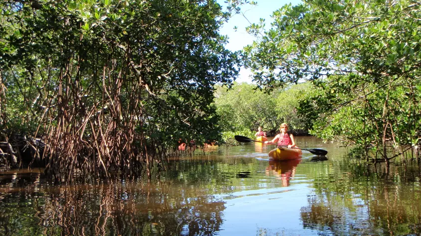 Pagayer dans les Mangroves