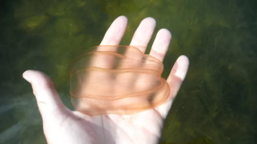 peine de medusas flotando en el agua