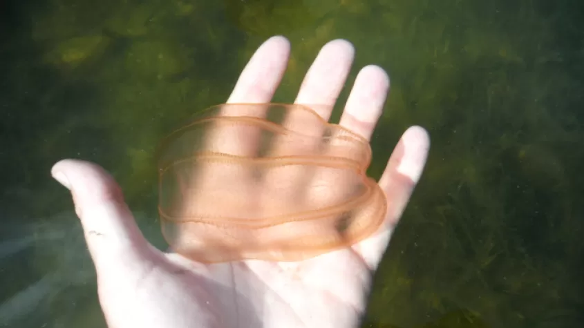 Kammquallen, die im Wasser schwimmen