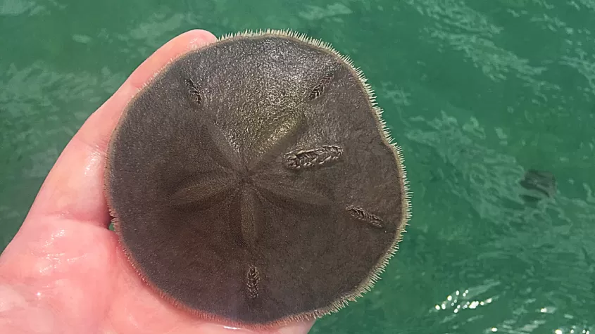 Sanddollar