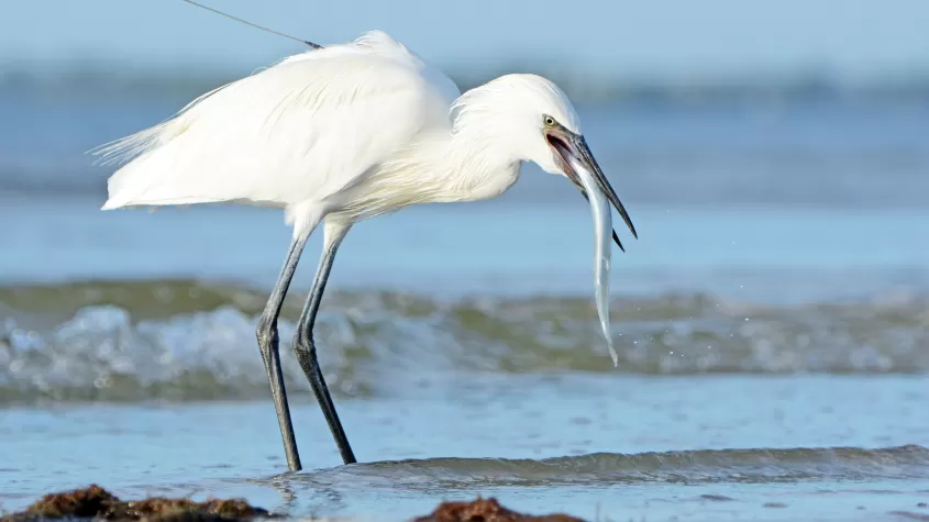 White egret with food
