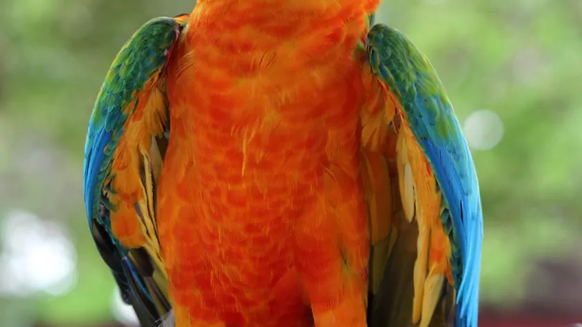 Guacamayo Calypso Catalina