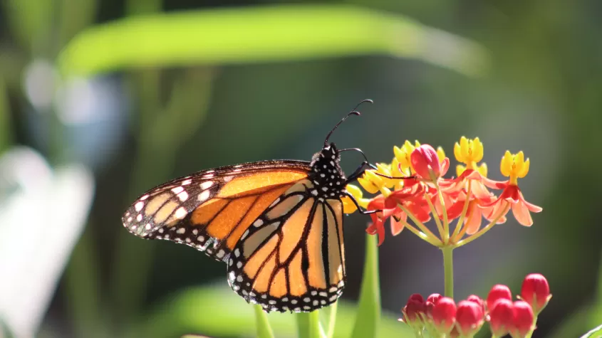 Papillon monarque