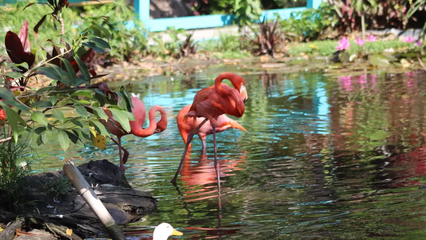 Flamingo-Lagune