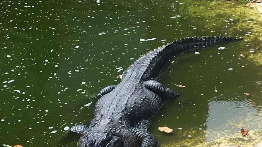 Alligator, Bewohner des Alligatorteichs des Calusa Nature Center