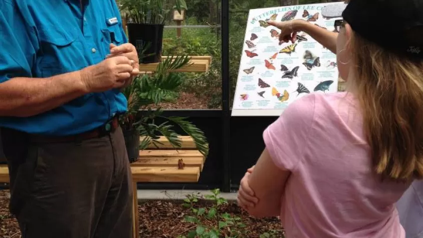 Lernen Sie etwas über Schmetterlinge in der Schmetterlingsvoliere im Calusa Nature Center