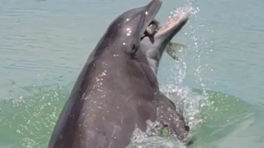 Se ve a un delfín comiendo pescado en Flip Side Charter