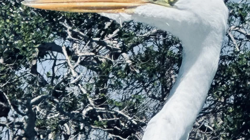 Grande aigrette blanche