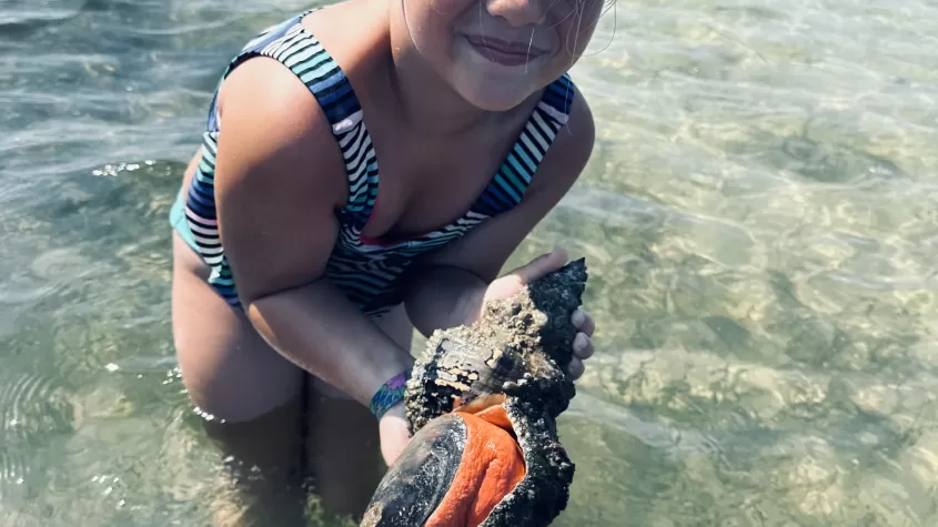 Invitado del charter sosteniendo una caracola de caballo viva