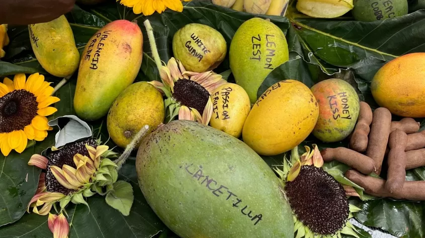 Selection of tropical fruit