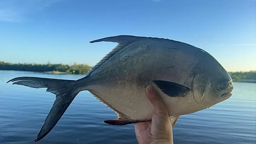Fresh daily catch at Jug Creek