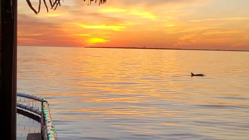 Dolphin and Sunset on Nautical Tiki Cruises
