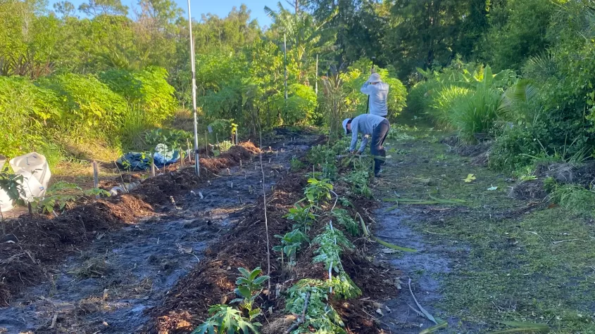 Syn. Agroforestry Planting