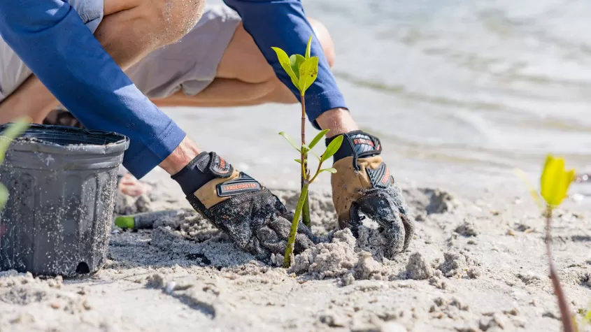person planting mangroves
