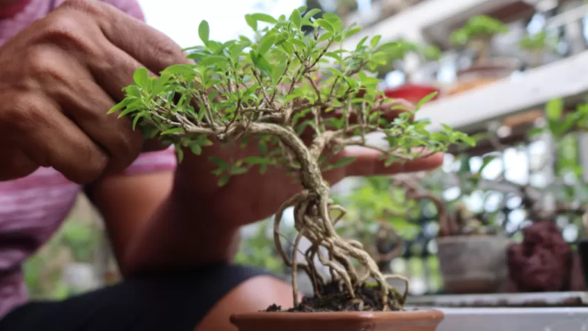 bonsai tree class at Brightwater Lagoon