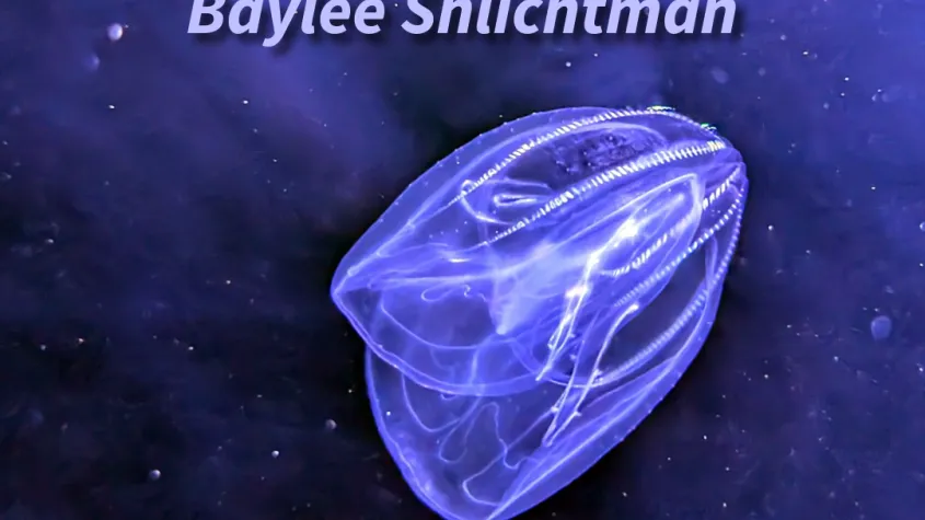 A blue to purple background with a swimming jellyfish
