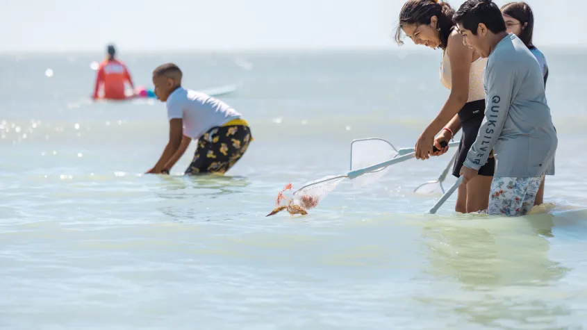 children catching marine creatures with net