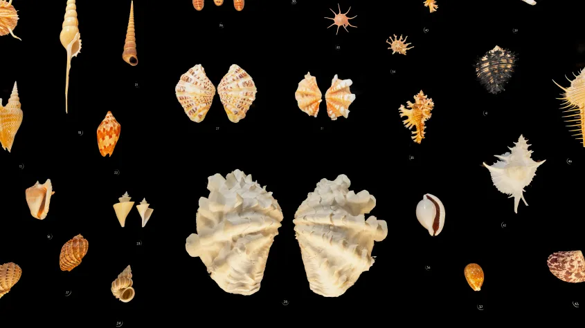 Great Hall of Shells exhibit