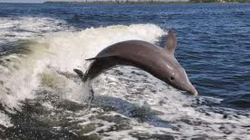 Dolphin Excursion 