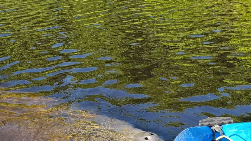 manatee kayak tour fort myers