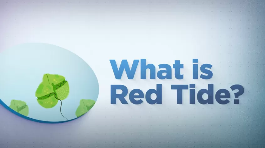 ¿Qué es la pantalla de título de Red Tide?