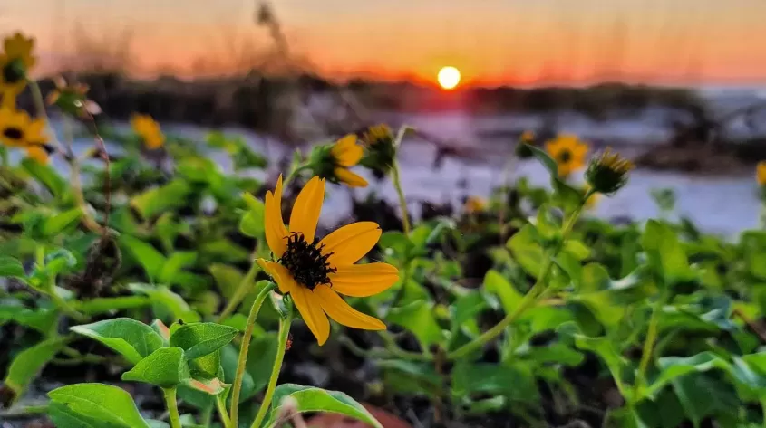 Flowers on beach at sunset