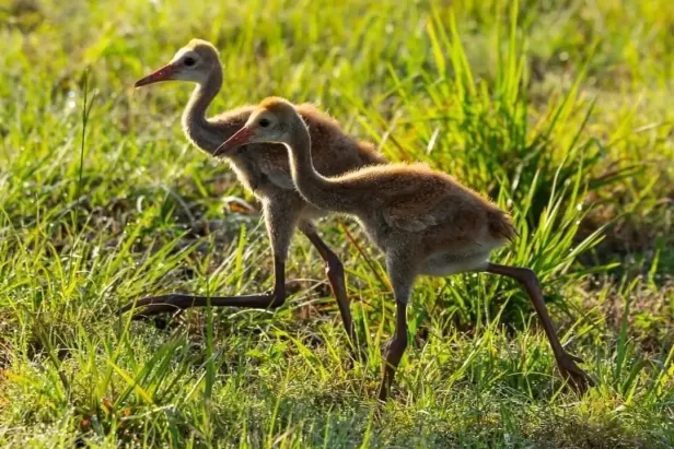 Nature Wildlife Sand Hill Crane Animals
