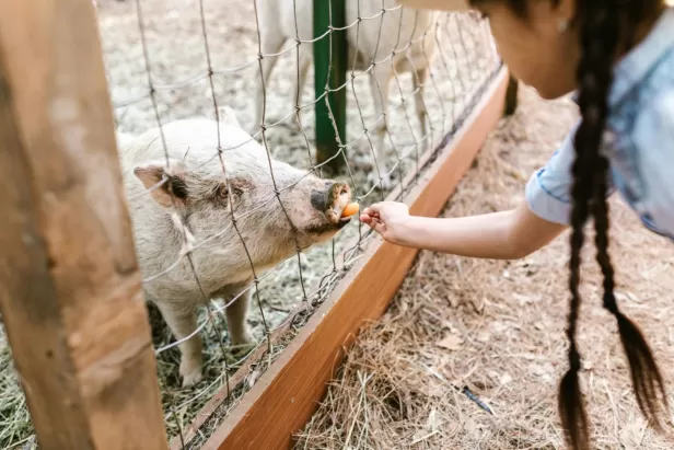 petting zoo brightwater lagoon
