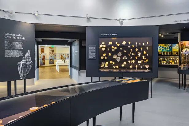 Great Hall of Shells Exhibit in the Museum.
