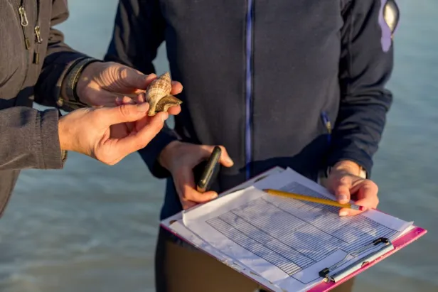 Community members participate in a Live Mollusk Count on the beach. 
