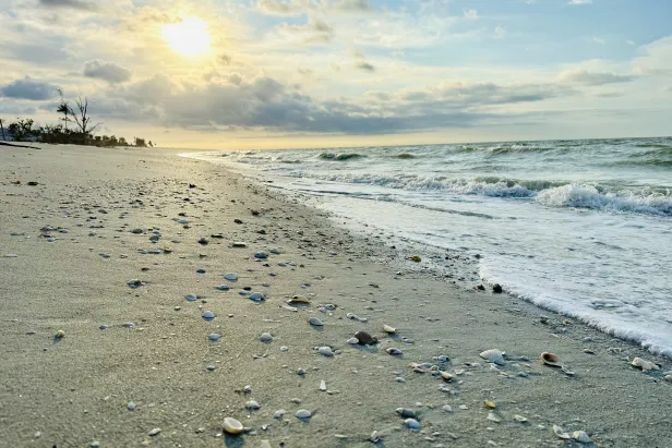 Visitors will stroll the shores at sunrise and look for mollusks. 
