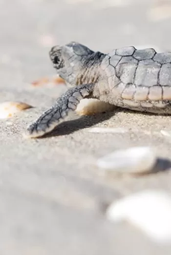 Give back to Fort Myers with your stay