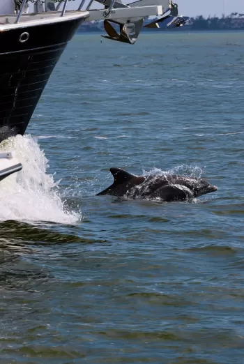 Dolphin surfacing beside a boat’s bow and anchor in calm water.